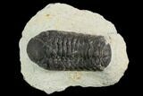 Bargain, Austerops Trilobite - Visible Eye Facets #119966-1